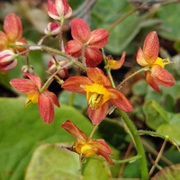 Epimedium x warleyense